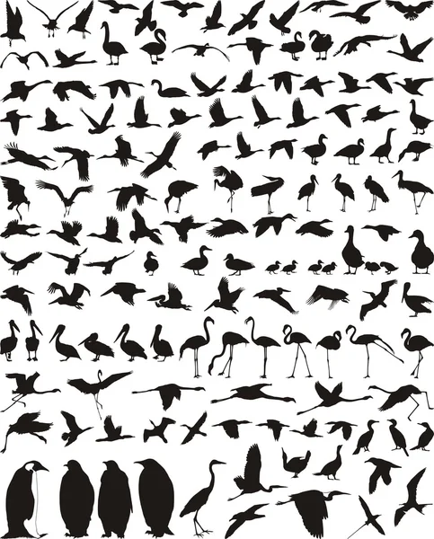 Vektorillustration Vögel Wasser Und Fisch Essen — Stockvektor