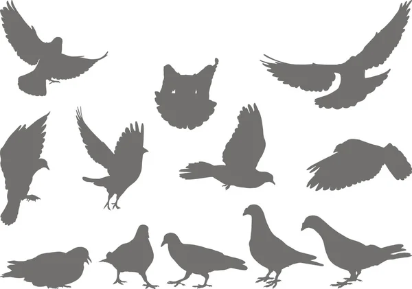Голуби векторні силуети птахів — стоковий вектор