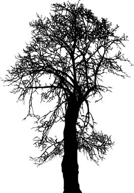 Silhouette old linden tree winter, vector illustration clipart