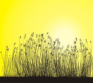 Reeds on Yellow Background isolated Vector illustration clipart