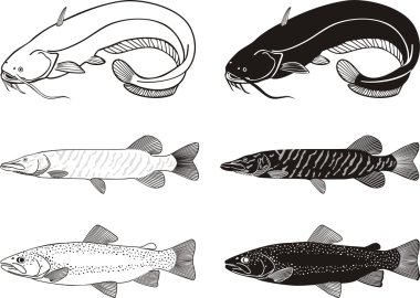 Vector illustration black and white freshwater white Catfish,Trout, Pike clipart