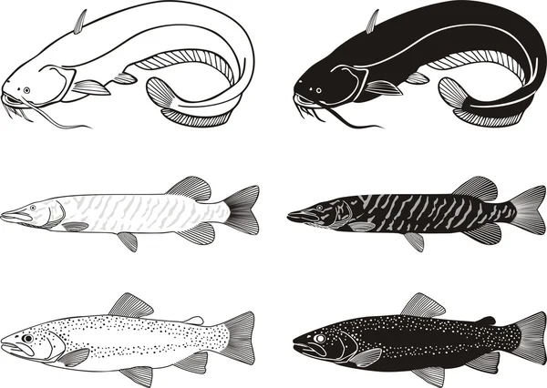 Ilustração Vetor Preto Branco Água Doce Catfish Branco Truta Pike — Vetor de Stock