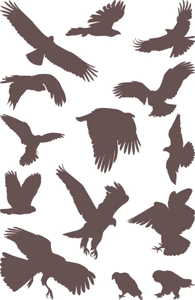 Птахи хижак — стоковий вектор