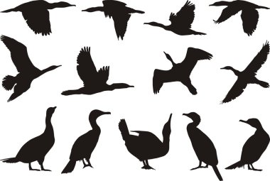 Collection of vector silhouettes on Cormorant clipart