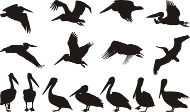 Collection of silhouettes on Pelican clipart