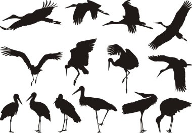 Collection of vector silhouettes on white storks clipart