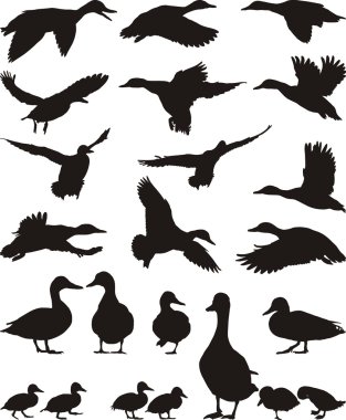 Collection of vector mallard silhouettes on white background clipart