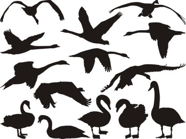 Swan Silhouette clipart