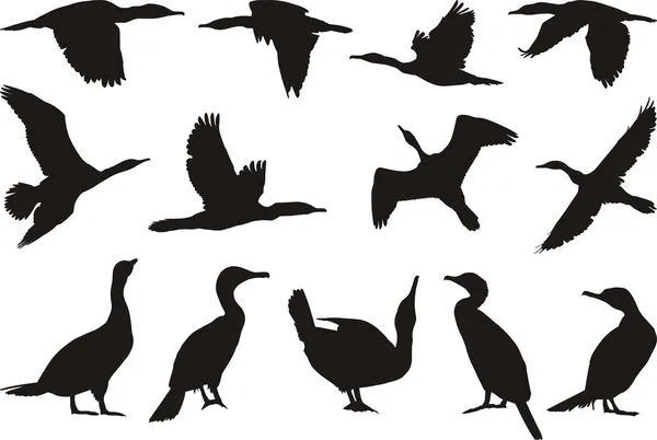 Coleção Silhuetas Vetoriais Cormorant — Vetor de Stock