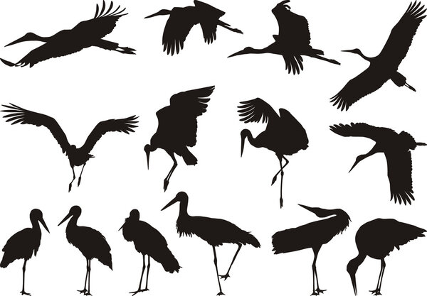 Collection of vector silhouettes on white storks