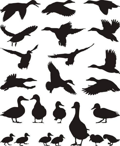 Collection of vector mallard silhouettes on white background