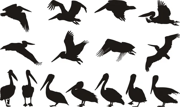 Collection Silhouettes Sur Pelican — Image vectorielle