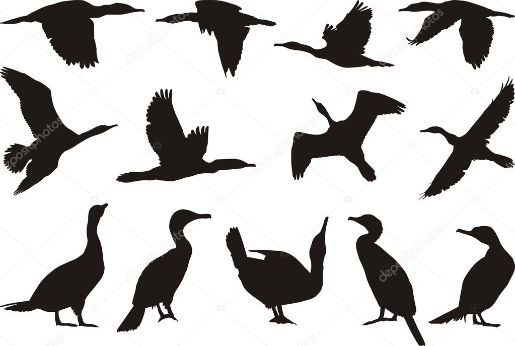 Collection cormorant — Stock Vector © vlado #4798578