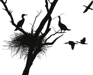 Vector illustration cormorants nest in the dry tree clipart