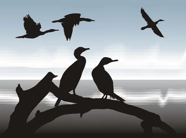 Siluetas Ilustración Vectorial Cormoranes Naturaleza — Archivo Imágenes Vectoriales