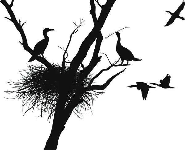 Vektorové Ilustrace Kormoránů Hnízdo Suchý Strom — Stockový vektor
