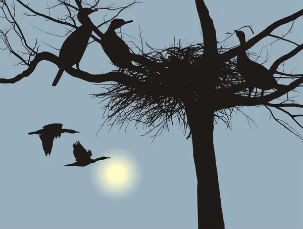 Nesting cormorants — Stock Vector