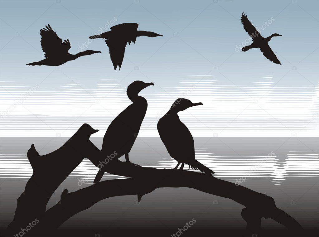 Vector illustration silhouettes Cormorants in nature