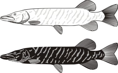Freshwater fish - Pike clipart