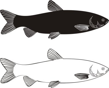 Fish - Grass carp clipart