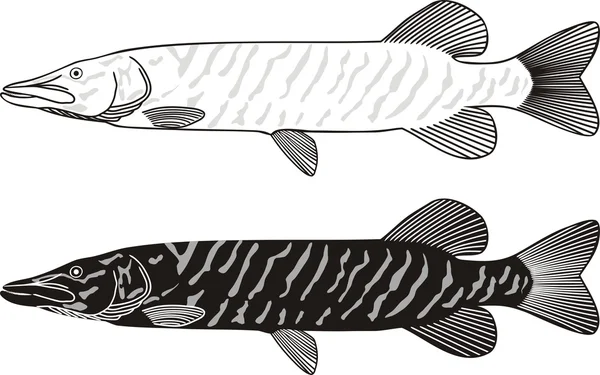 Sladkovodní ryby - štiky — Stockový vektor