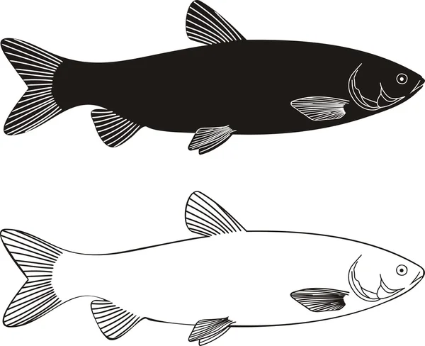 Ryby - travní kapr — Stockový vektor