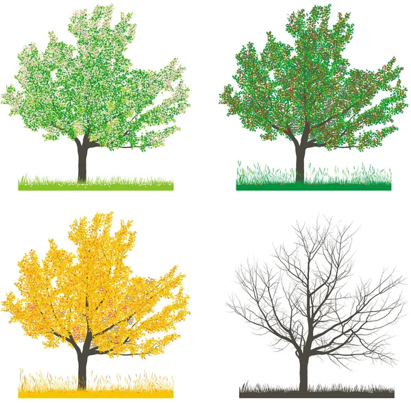 Drzewo Czterech Sekcjach Czterech Pór Roku Wiosna Lato Jesień Zima — Zdjęcie stockowe