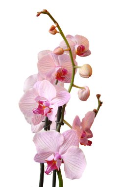 Orchidea Flower clipart