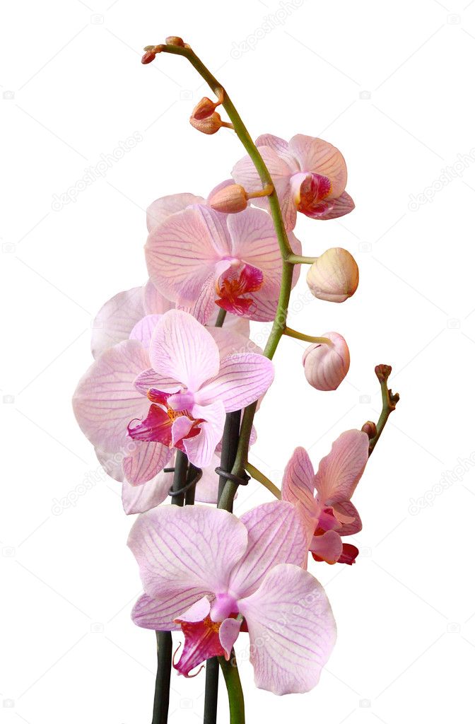 Orchidea Flower