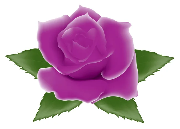 Векторная Иллюстрация Фиолетовой Розы — стоковый вектор