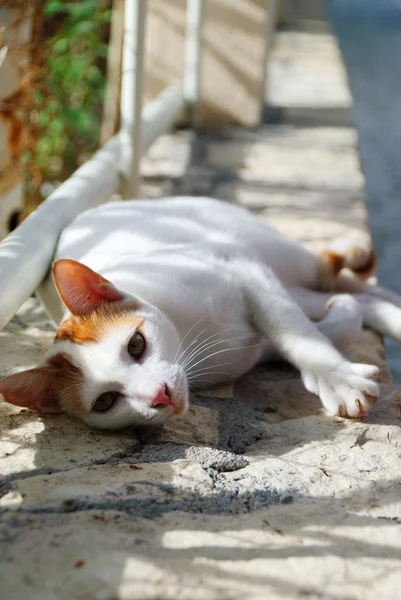 stock image Street Cat