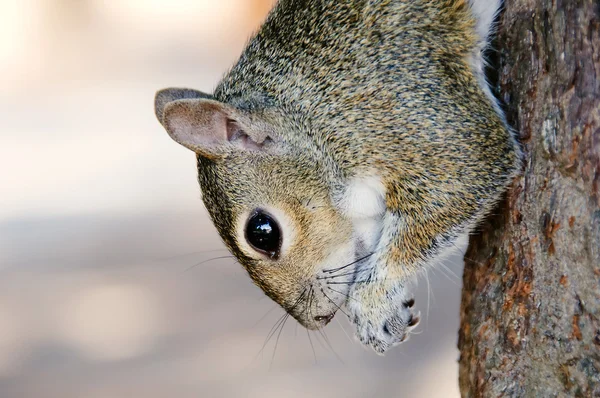 stock image Grey squirrel eating nut on the tree