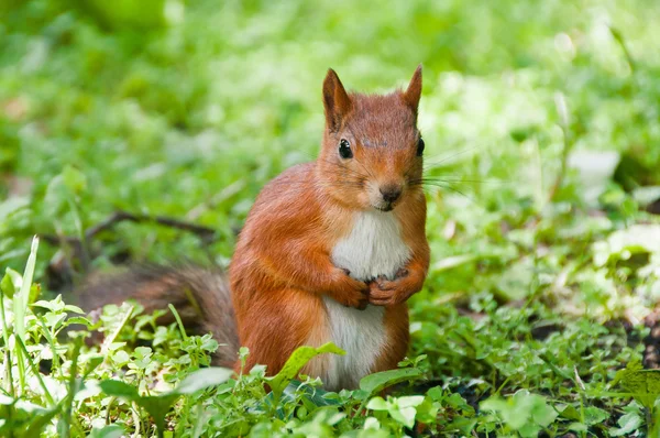 Little Squirrel Next Trees Grass — Stock Photo, Image