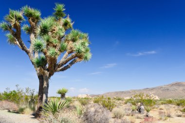 Lone joshua tree against a blue sky Joshua Tree National Park clipart