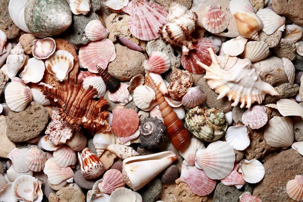 Stock image Sea shells and pebble