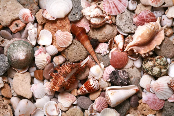 stock image Sea shells and pebble