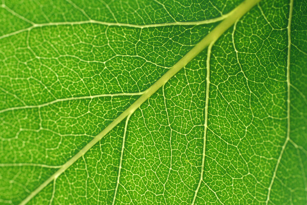 Leaf surface
