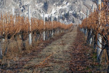 A scene of a winter vineyard in the South Okanagan. Rich colours and dramatic cliffs in the background clipart