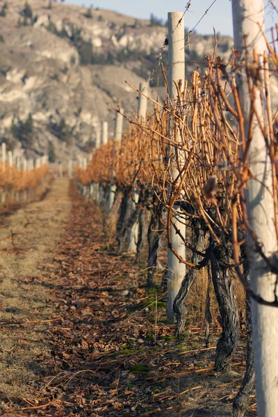 Winter vineyard with shallow focus — Stock Photo, Image