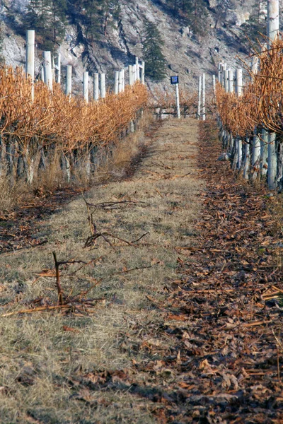 Winter Vineyard scene