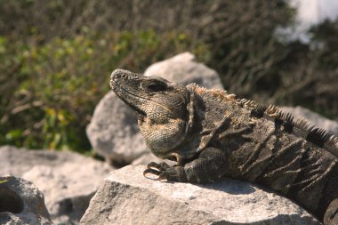 iguana kayaların üzerinde kapat