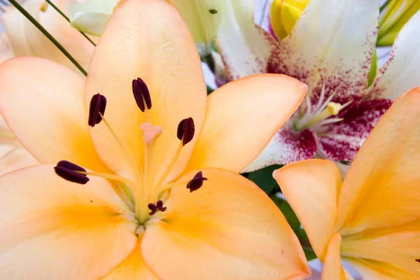 Buntes Arrangement Von Blumen Nahaufnahme — Stockfoto
