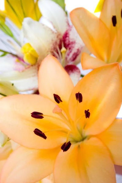 美しい花の束を咲かせる — ストック写真