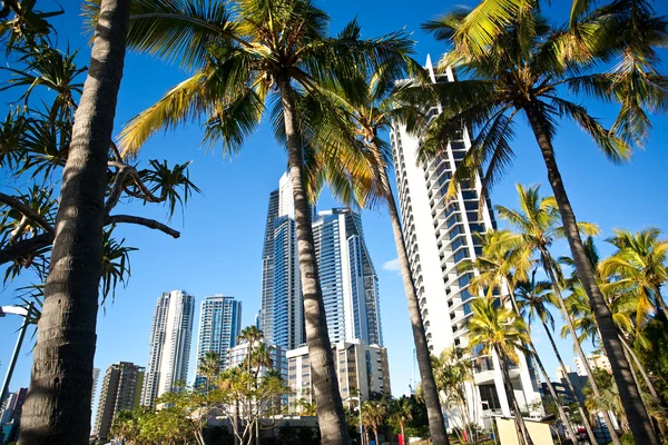 Palmové Stromy Před Panoráma Města — Stock fotografie