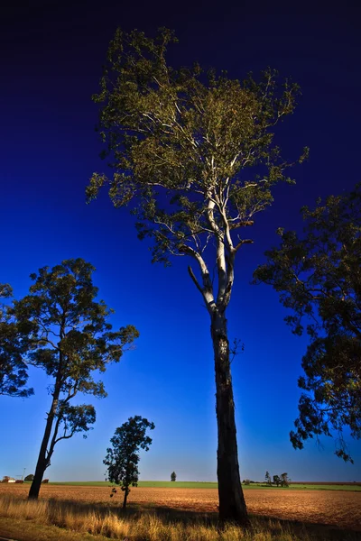 stock image View of a meadow land with trees