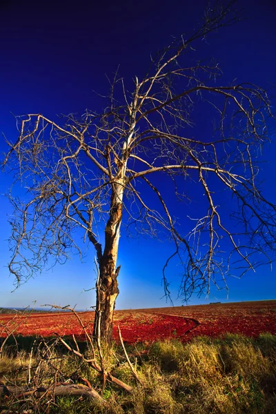 Welkender Baum Der Mitte Einer Feild — Stockfoto