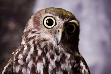 Gazing Owl clipart