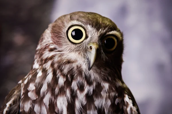 Gazing Owl — Stock Photo, Image
