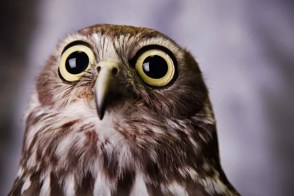 stock image Distracted Owl