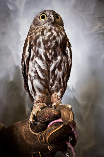 栖的猫头鹰 — 图库照片